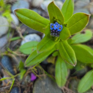 Forget-me-not flower