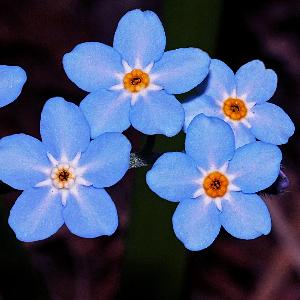 Forget me Not