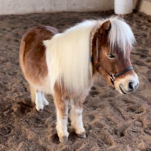 Mini Hooves Equine Therapy