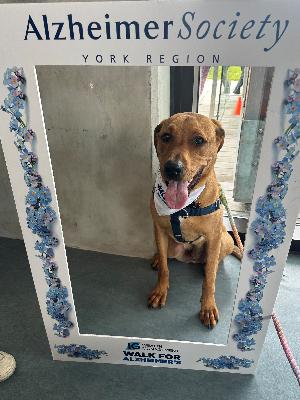 Archie's Walk for Alzheimer's 2025