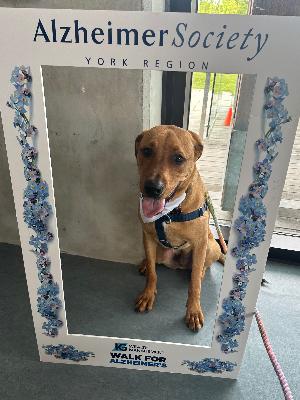 Archies Walk for Alzheimers 2025