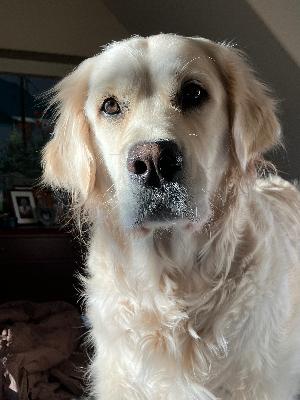 Fanny - my walking partner